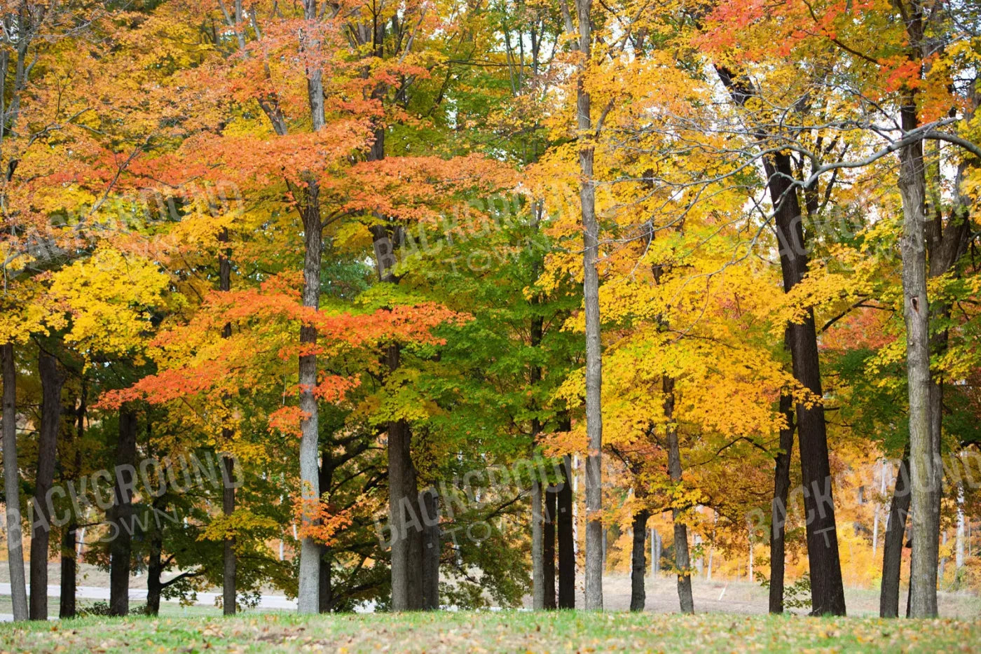 Fall In Missouri 3 8X5 Ultracloth ( 96 X 60 Inch ) Backdrop