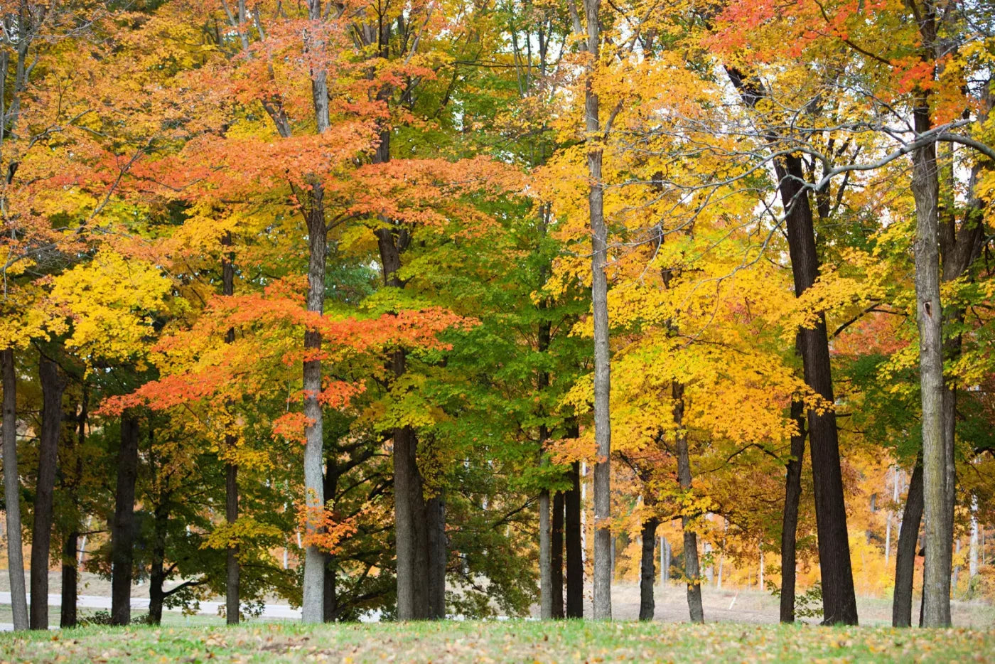 Fall In Missouri 3 8X5 Ultracloth ( 96 X 60 Inch ) Backdrop