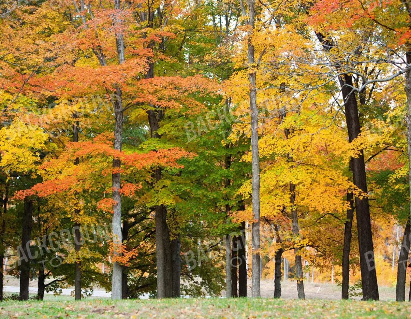 Fall In Missouri 3 8X6 Fleece ( 96 X 72 Inch ) Backdrop