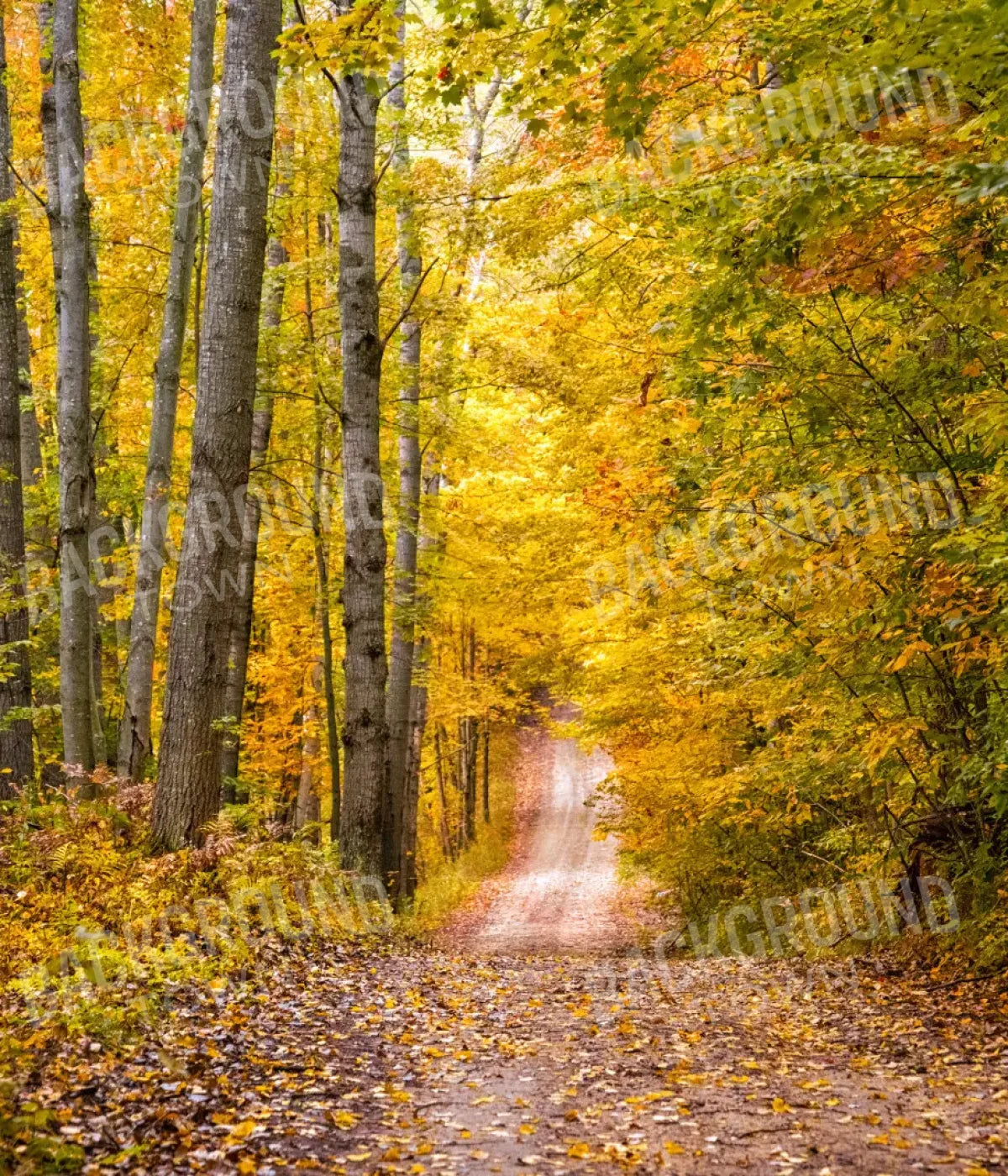 Fall Walk 10X12 Ultracloth ( 120 X 144 Inch ) Backdrop
