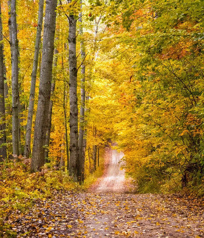 Fall Walk 10X12 Ultracloth ( 120 X 144 Inch ) Backdrop