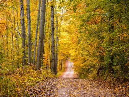 Fall Walk 10X8 Fleece ( 120 X 96 Inch ) Backdrop