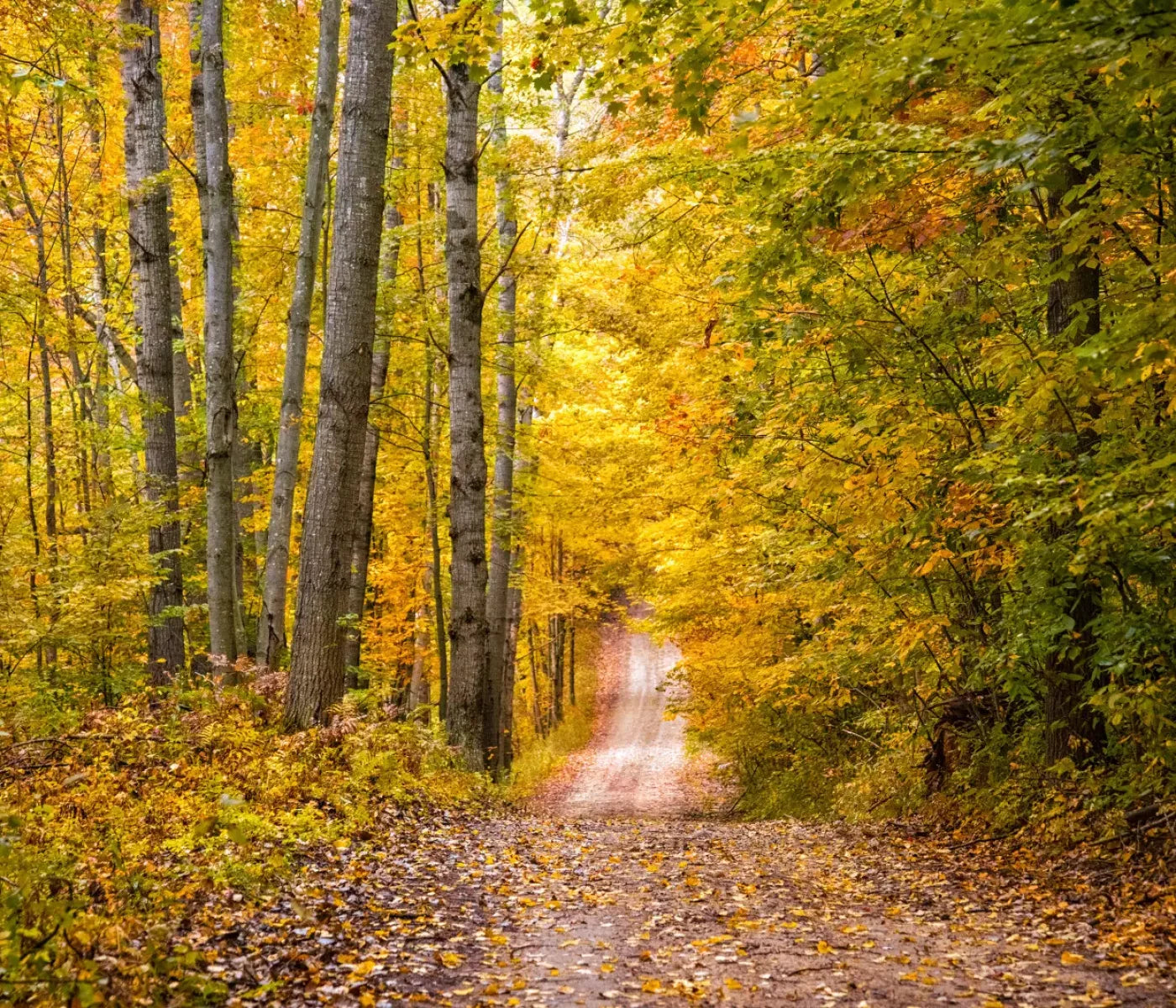 Fall Walk 12X10 Ultracloth ( 144 X 120 Inch ) Backdrop