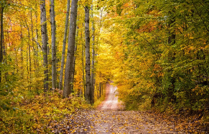 Fall Walk 12X8 Ultracloth ( 144 X 96 Inch ) Backdrop