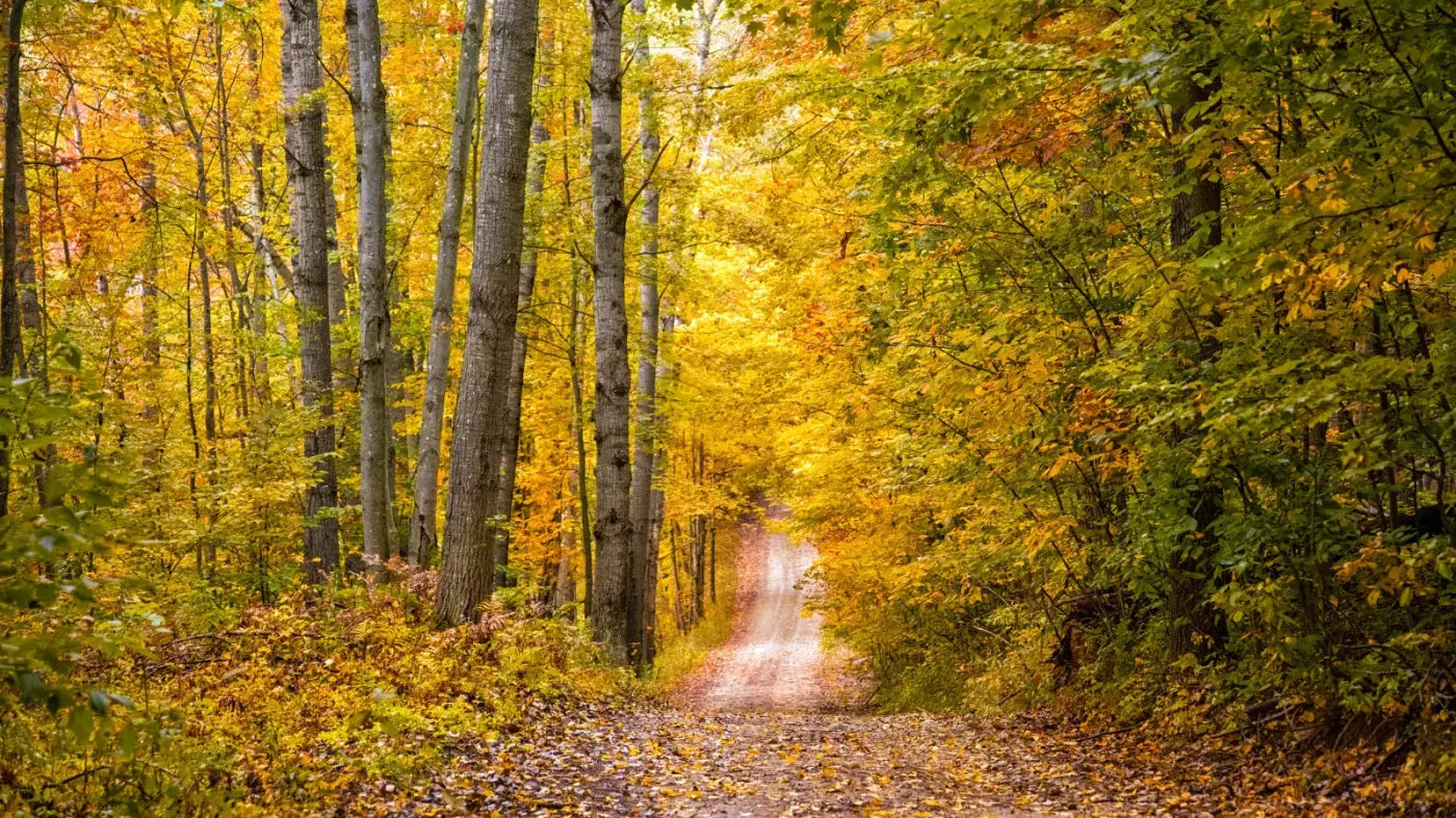Fall Walk 14X8 Ultracloth ( 168 X 96 Inch ) Backdrop