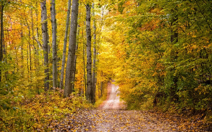 Fall Walk 14X9 Ultracloth ( 168 X 108 Inch ) Backdrop