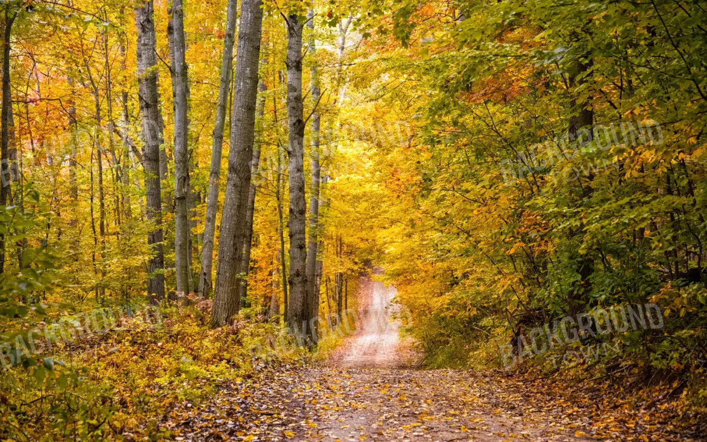 Fall Walk 14X9 Ultracloth ( 168 X 108 Inch ) Backdrop