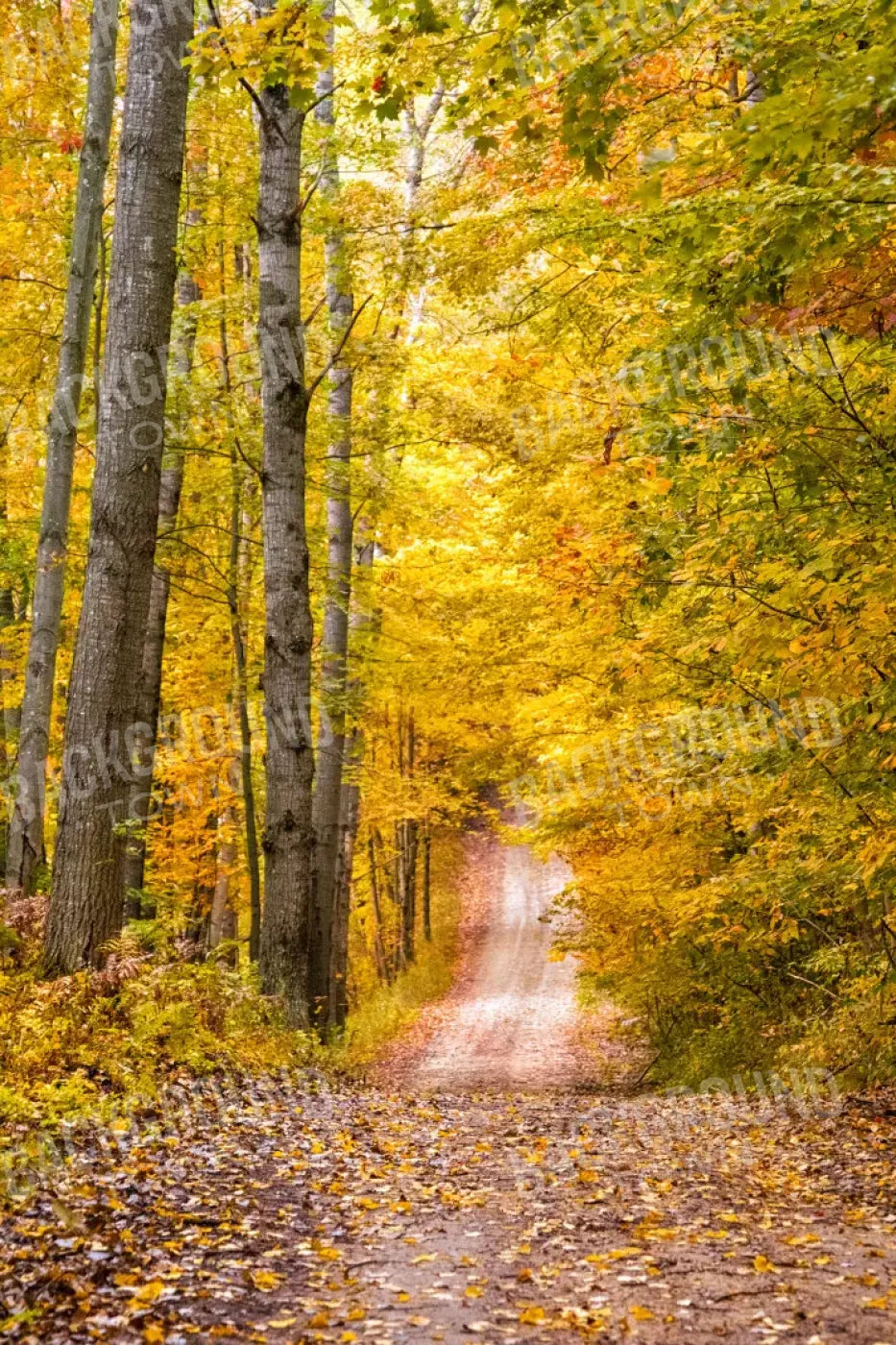 Fall Walk 5X8 Ultracloth ( 60 X 96 Inch ) Backdrop