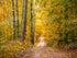 Fall Walk 68X5 Fleece ( 80 X 60 Inch ) Backdrop