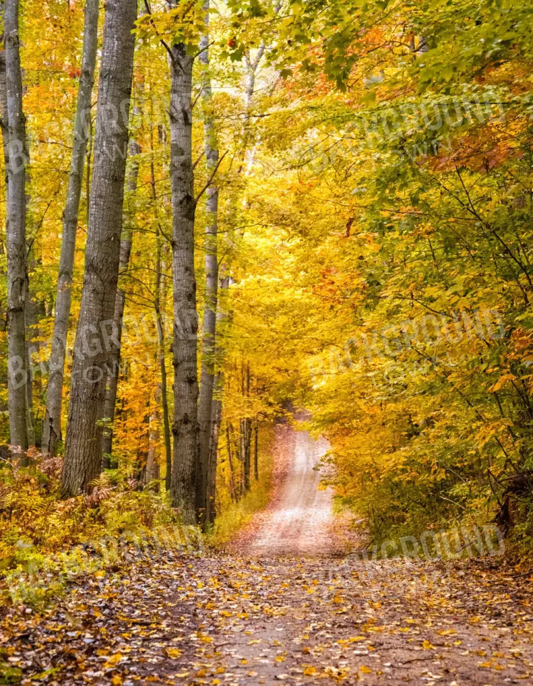 Fall Walk 6X8 Fleece ( 72 X 96 Inch ) Backdrop