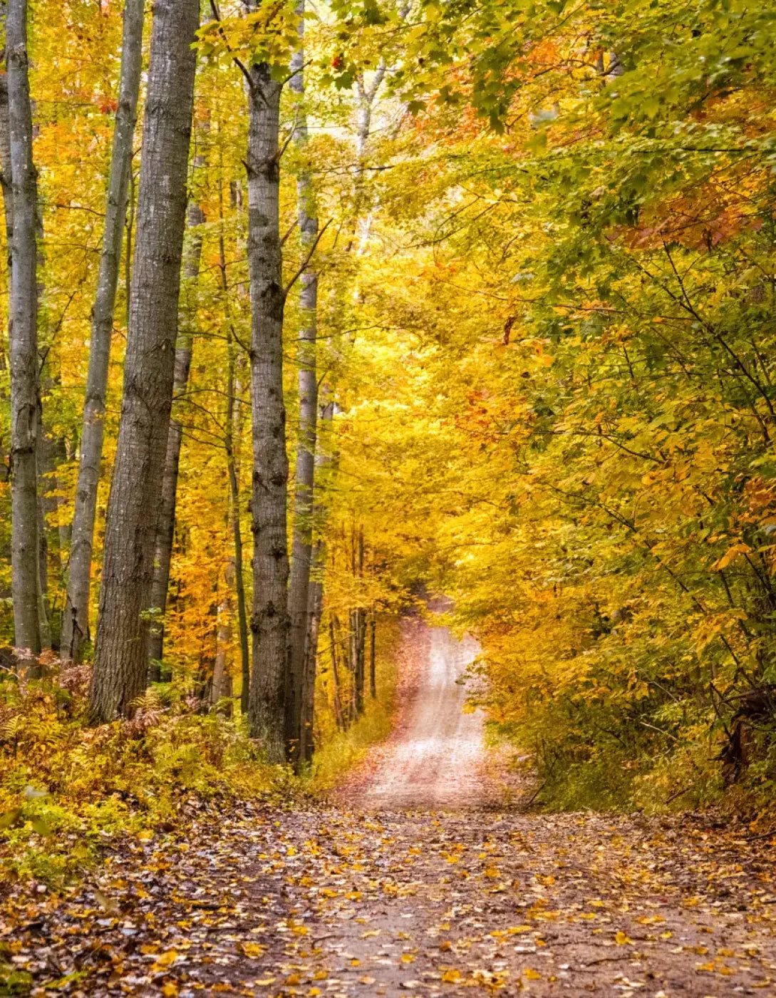 Fall Walk 6X8 Fleece ( 72 X 96 Inch ) Backdrop