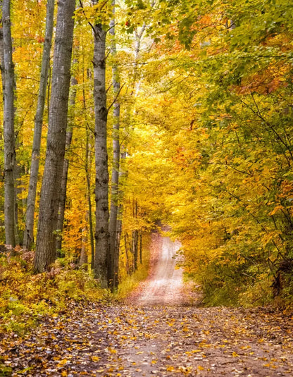 Fall Walk 6X8 Fleece ( 72 X 96 Inch ) Backdrop