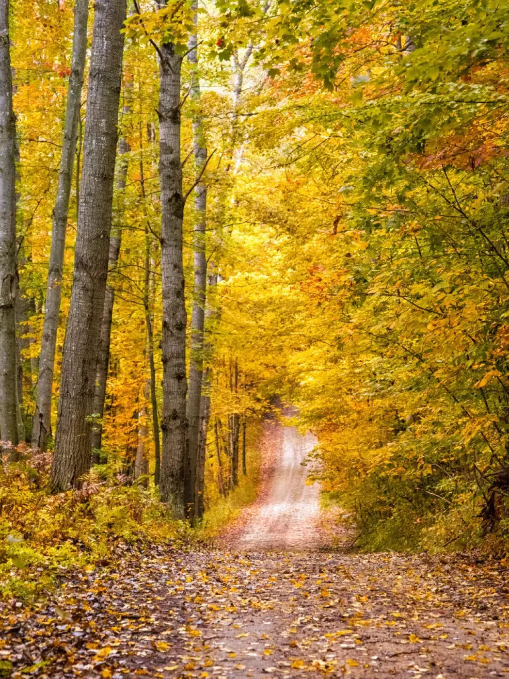 Fall Walk 8X10 Fleece ( 96 X 120 Inch ) Backdrop