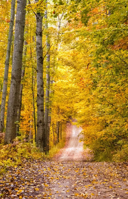 Fall Walk 8X12 Ultracloth ( 96 X 144 Inch ) Backdrop