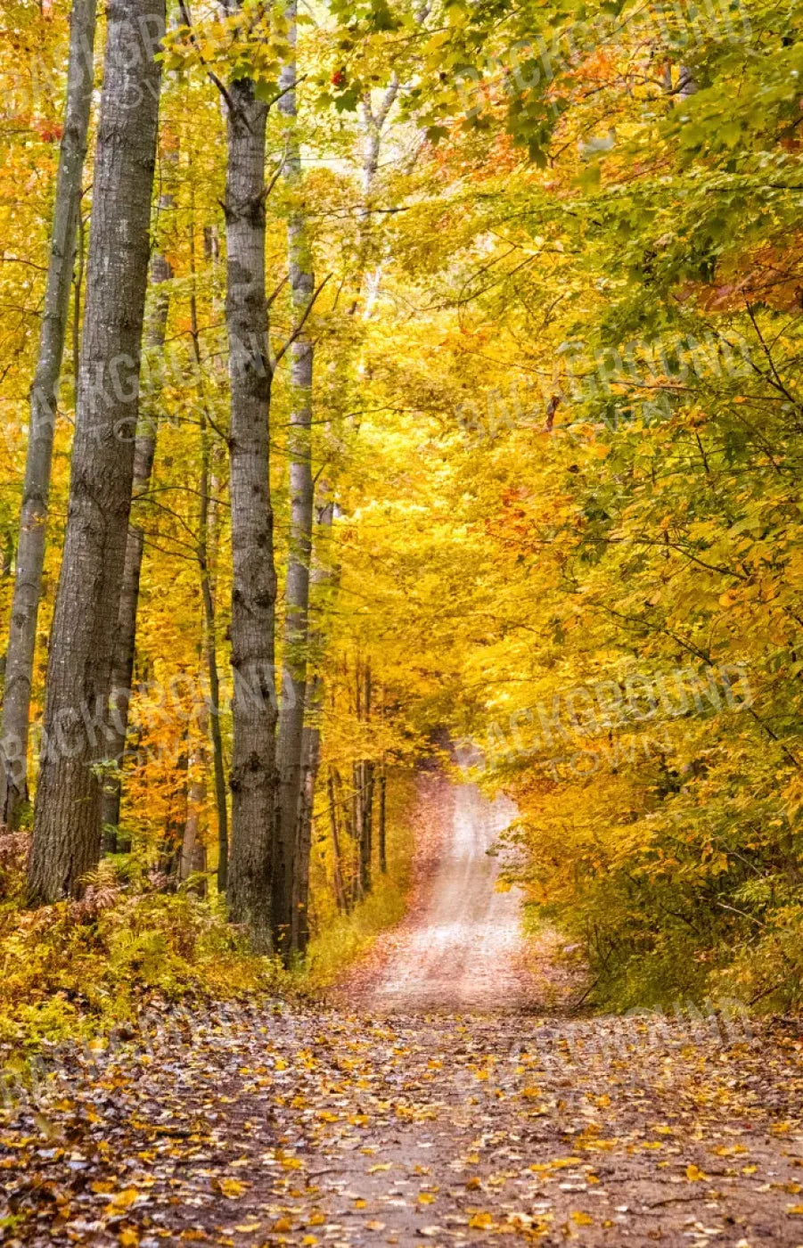 Fall Walk 8X12 Ultracloth ( 96 X 144 Inch ) Backdrop