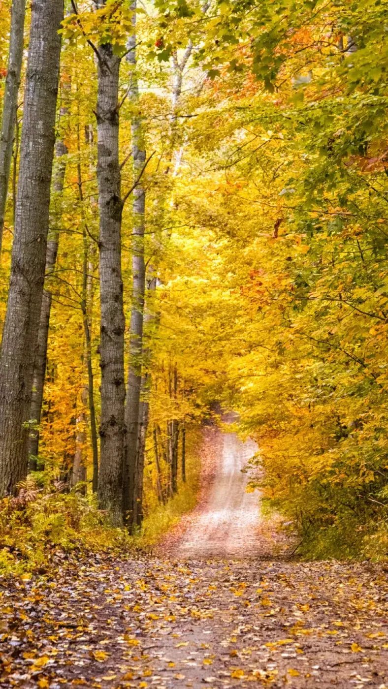 Fall Walk 8X14 Ultracloth ( 96 X 168 Inch ) Backdrop