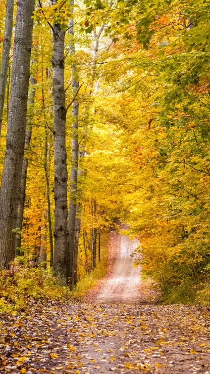 Fall Walk 8X14 Ultracloth ( 96 X 168 Inch ) Backdrop