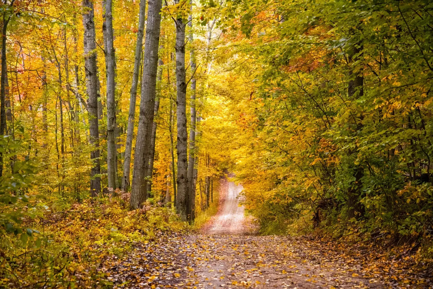 Fall Walk 8X5 Ultracloth ( 96 X 60 Inch ) Backdrop