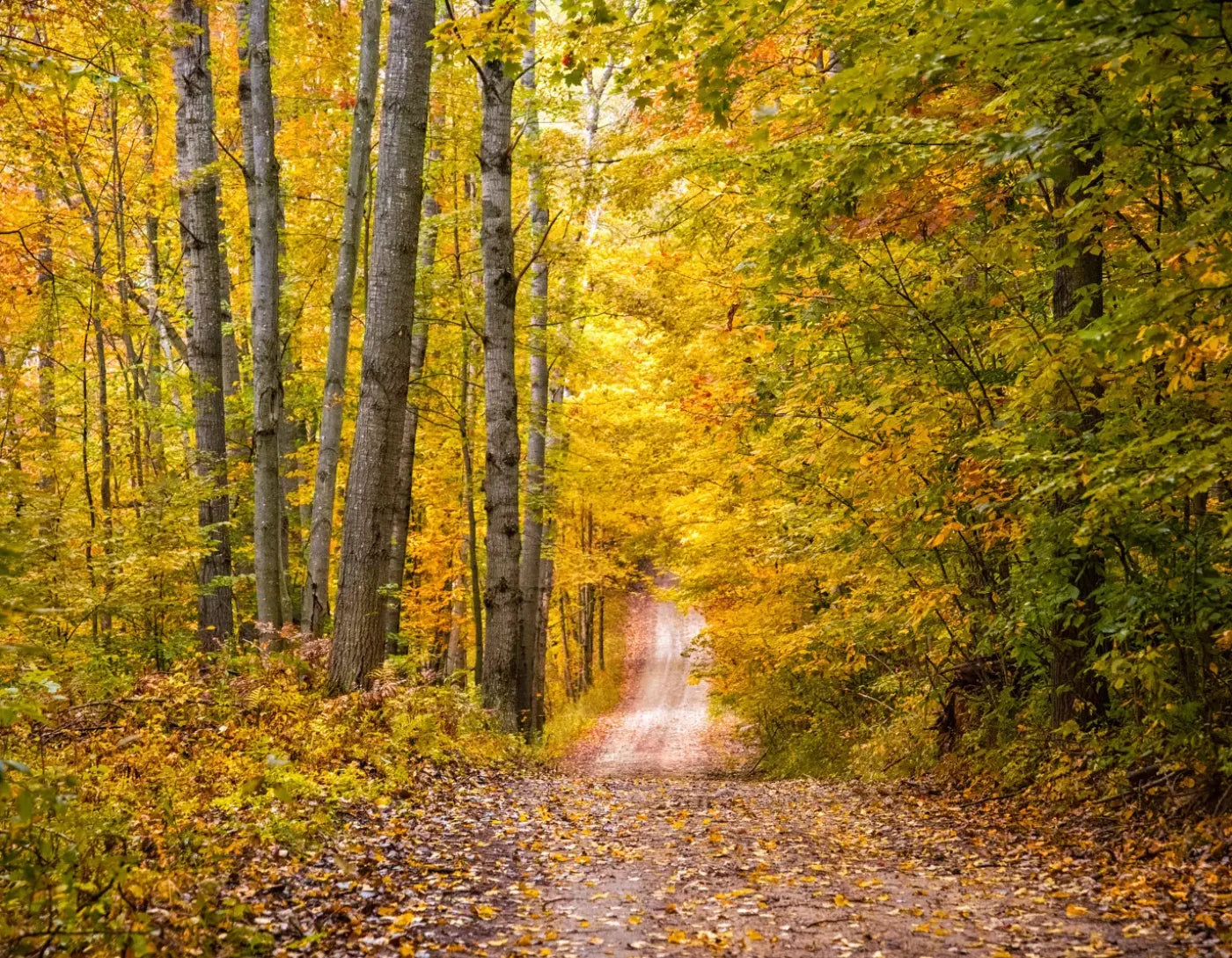 Fall Walk 8X6 Fleece ( 96 X 72 Inch ) Backdrop