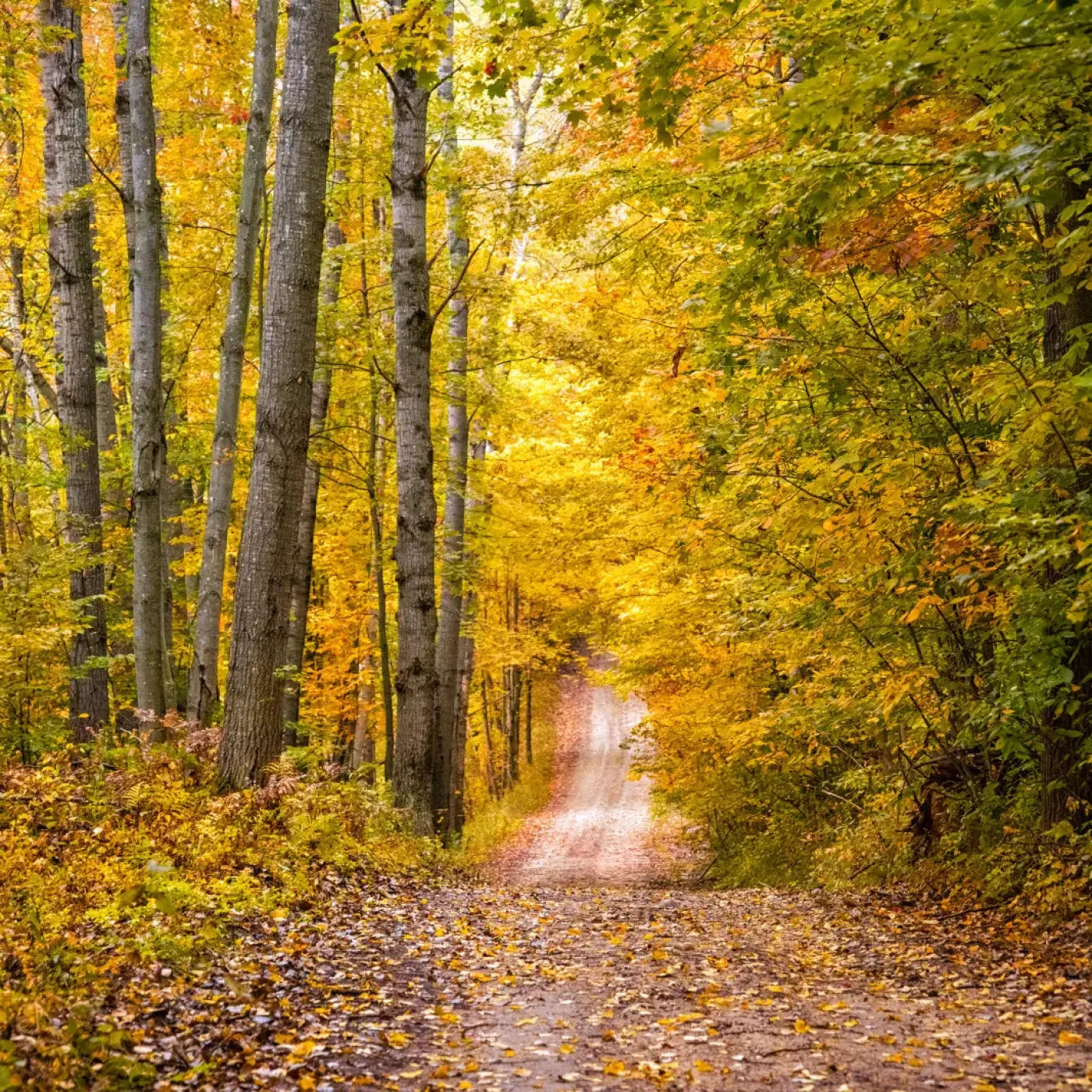 Fall Walk 8X8 Fleece ( 96 X Inch ) Backdrop