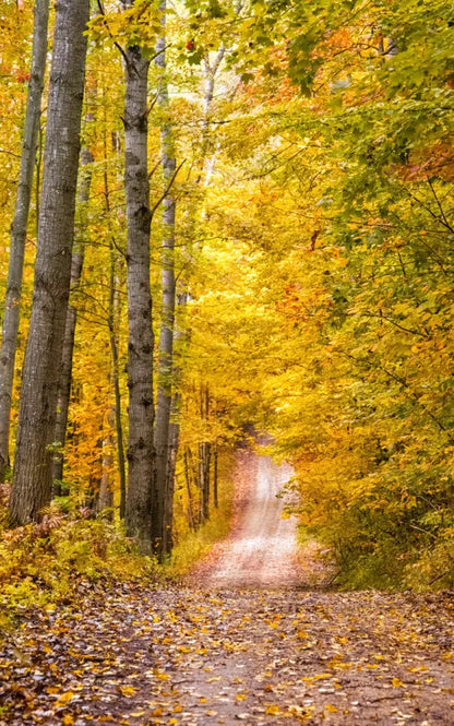 Fall Walk 9X14 Ultracloth ( 108 X 168 Inch ) Backdrop