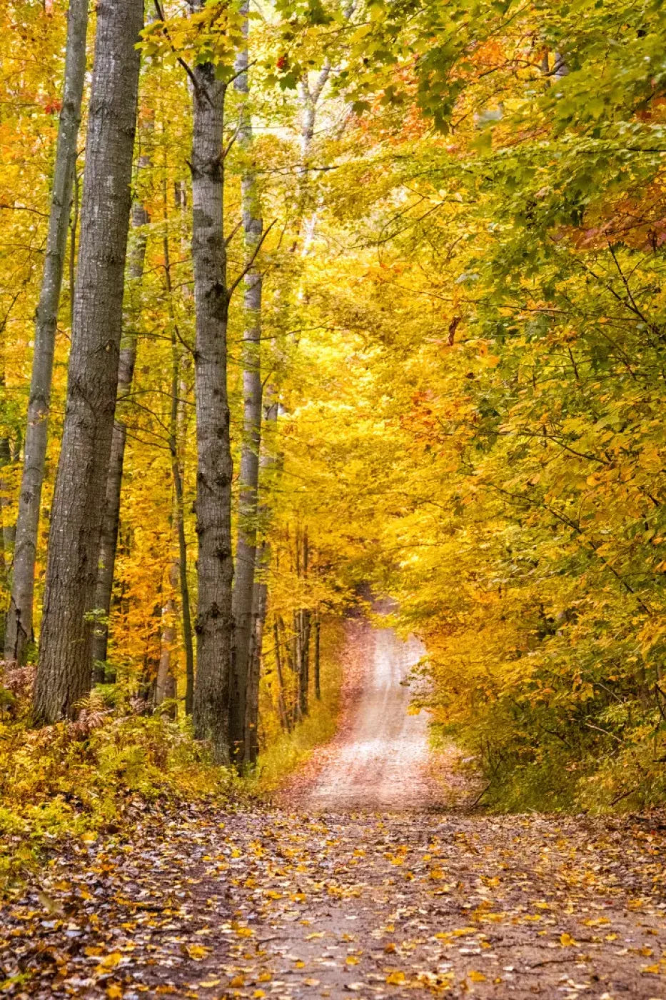 Fall Walk Backdrop