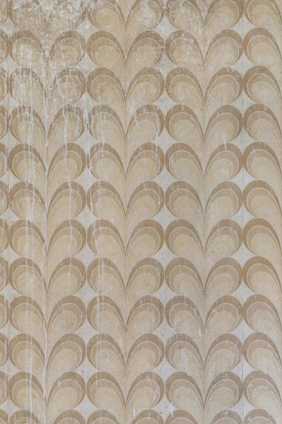 Fern Backdrop