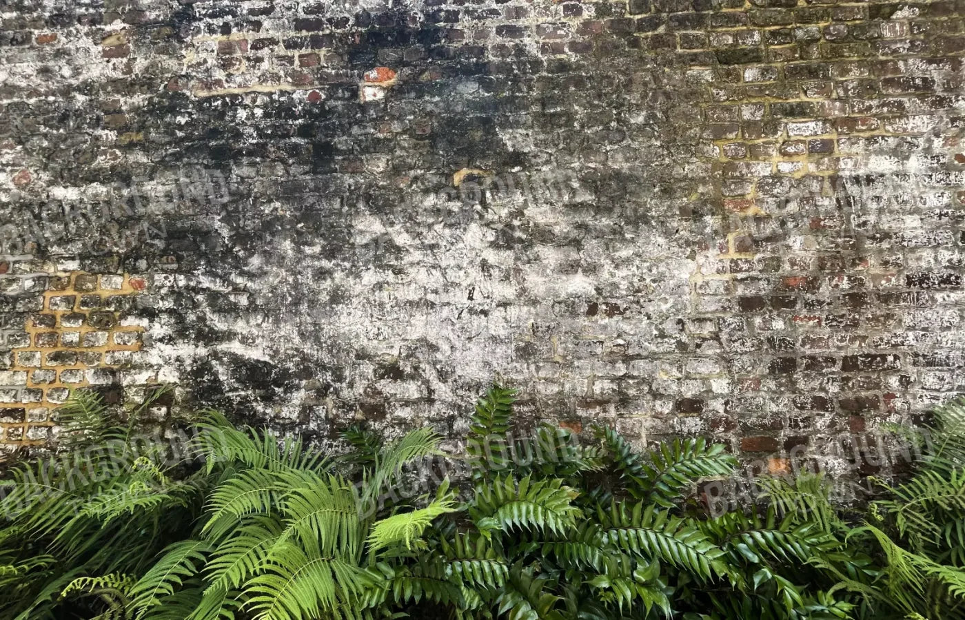 Fern Wall 12X8 Ultracloth ( 144 X 96 Inch ) Backdrop