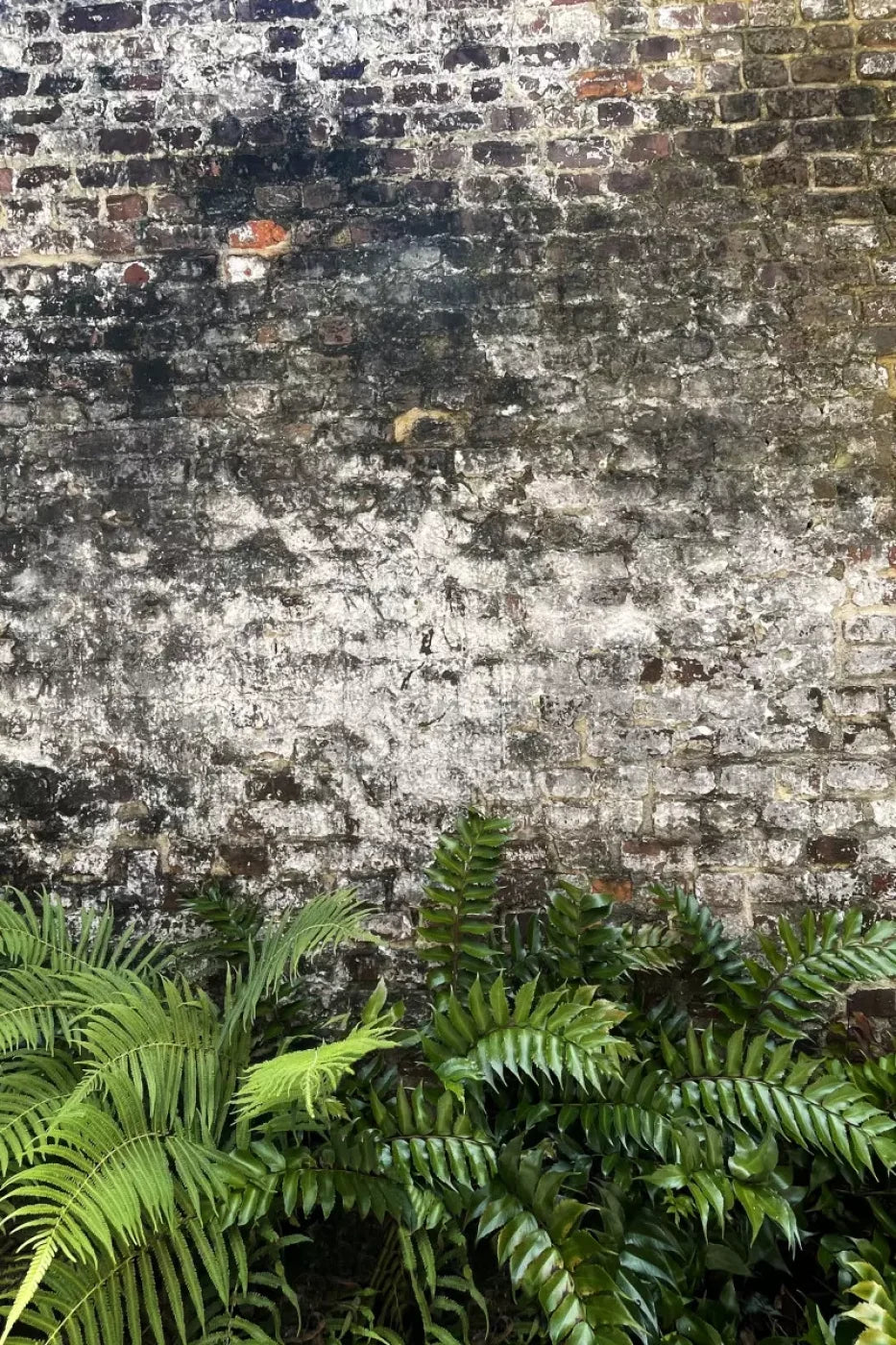 Fern Wall Backdrop