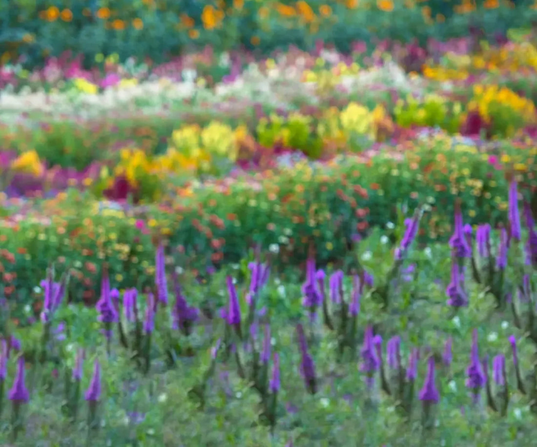 Fields Of Flowers 5X42 Fleece ( 60 X 50 Inch ) Backdrop