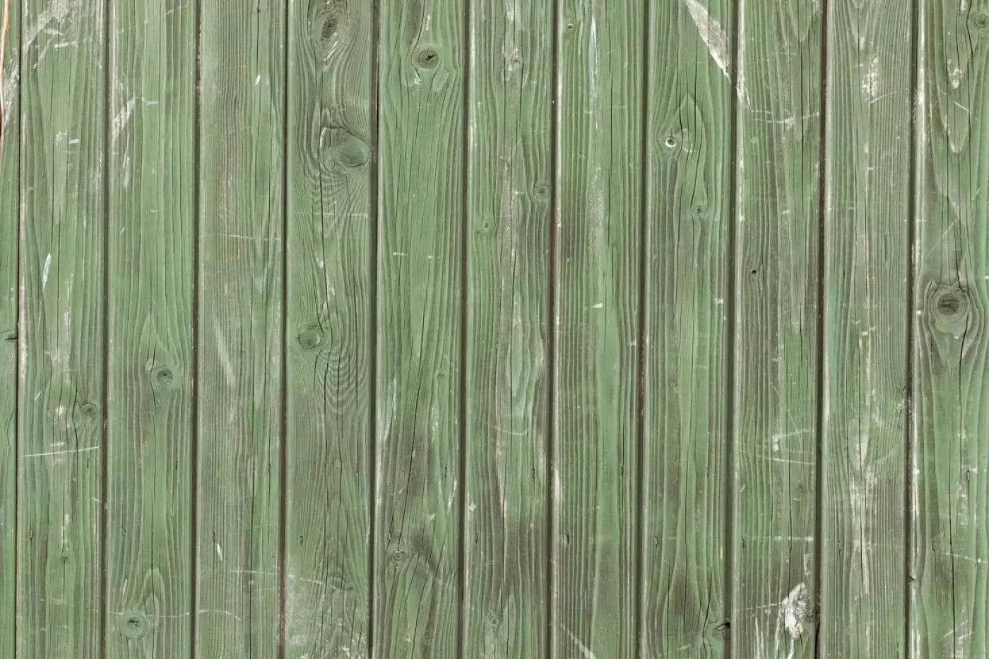 Fir Backdrop
