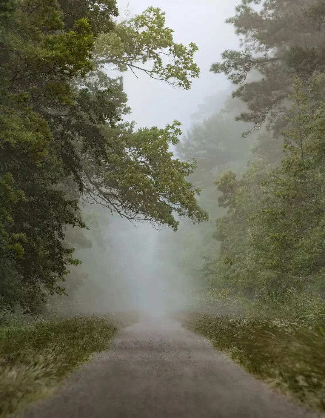 Foggy Morning 6X8 Fleece ( 72 X 96 Inch ) Backdrop
