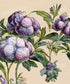 beige , Green , Purple  Backdrop for Photography