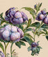 beige , Green , Purple  Backdrop for Photography