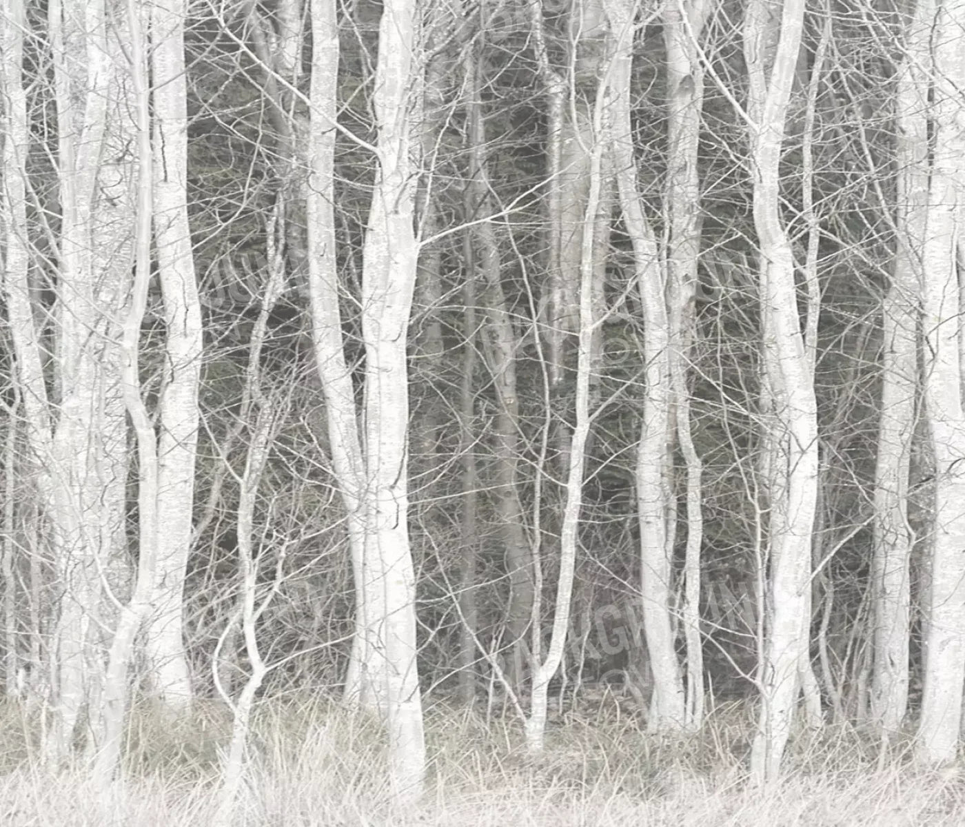 Frosted Birch 12’X10’ Ultracloth (144 X 120 Inch) Backdrop