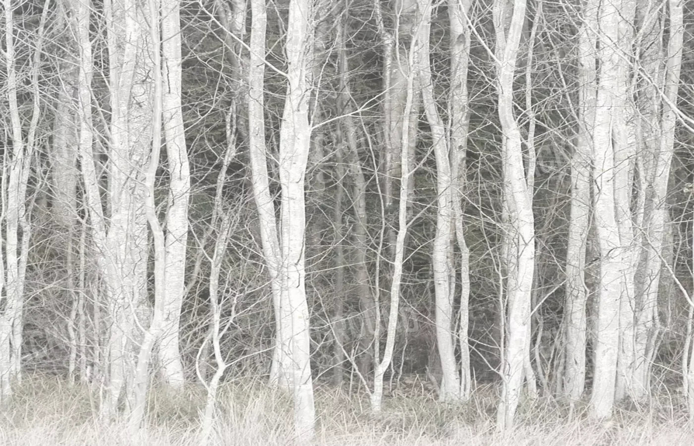 Frosted Birch 12’X8’ Ultracloth (144 X 96 Inch) Backdrop