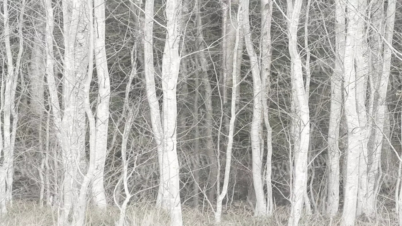 Frosted Birch 14’X8’ Ultracloth (168 X 96 Inch) Backdrop