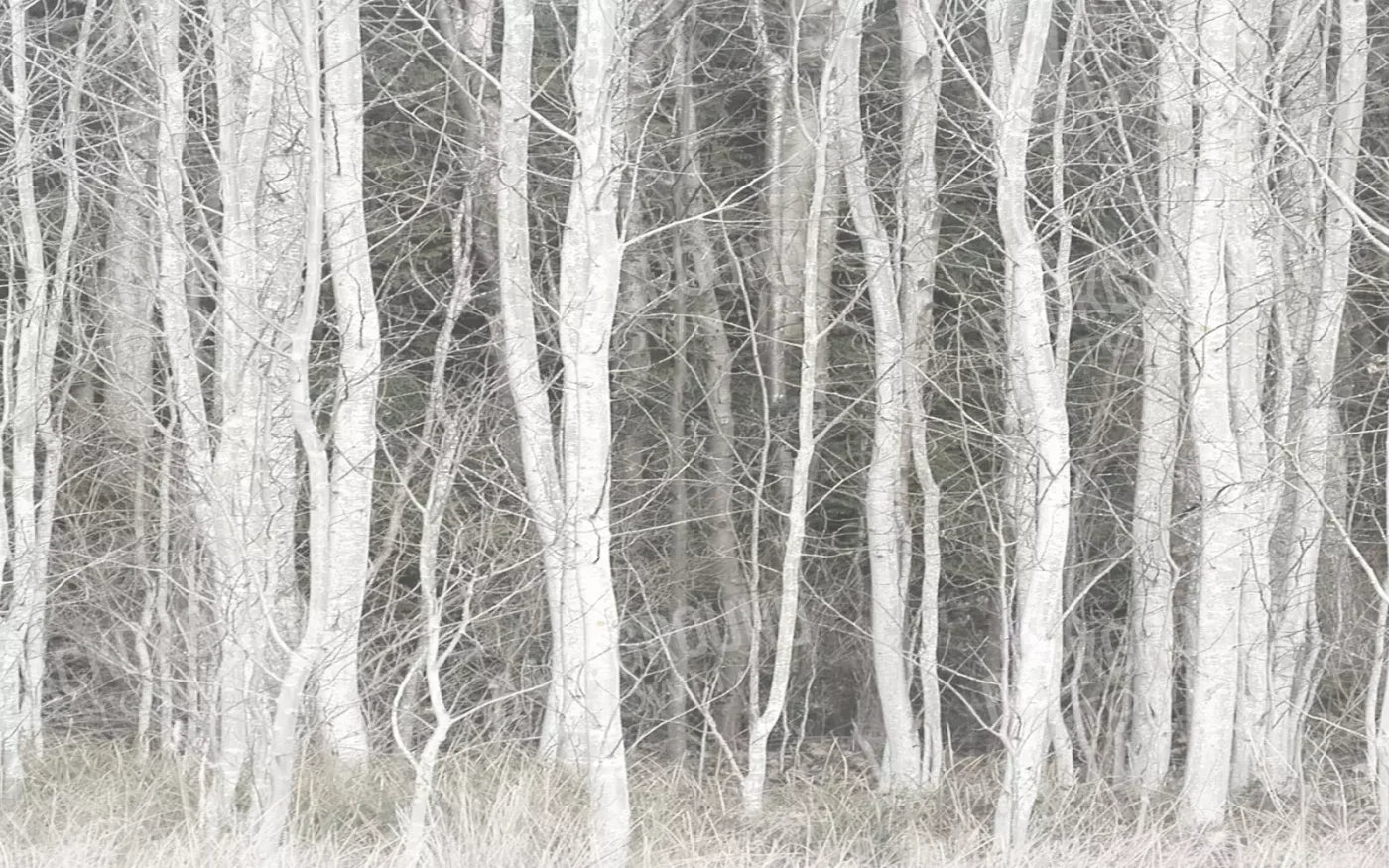 Frosted Birch 14’X9’ Ultracloth (168 X 108 Inch) Backdrop