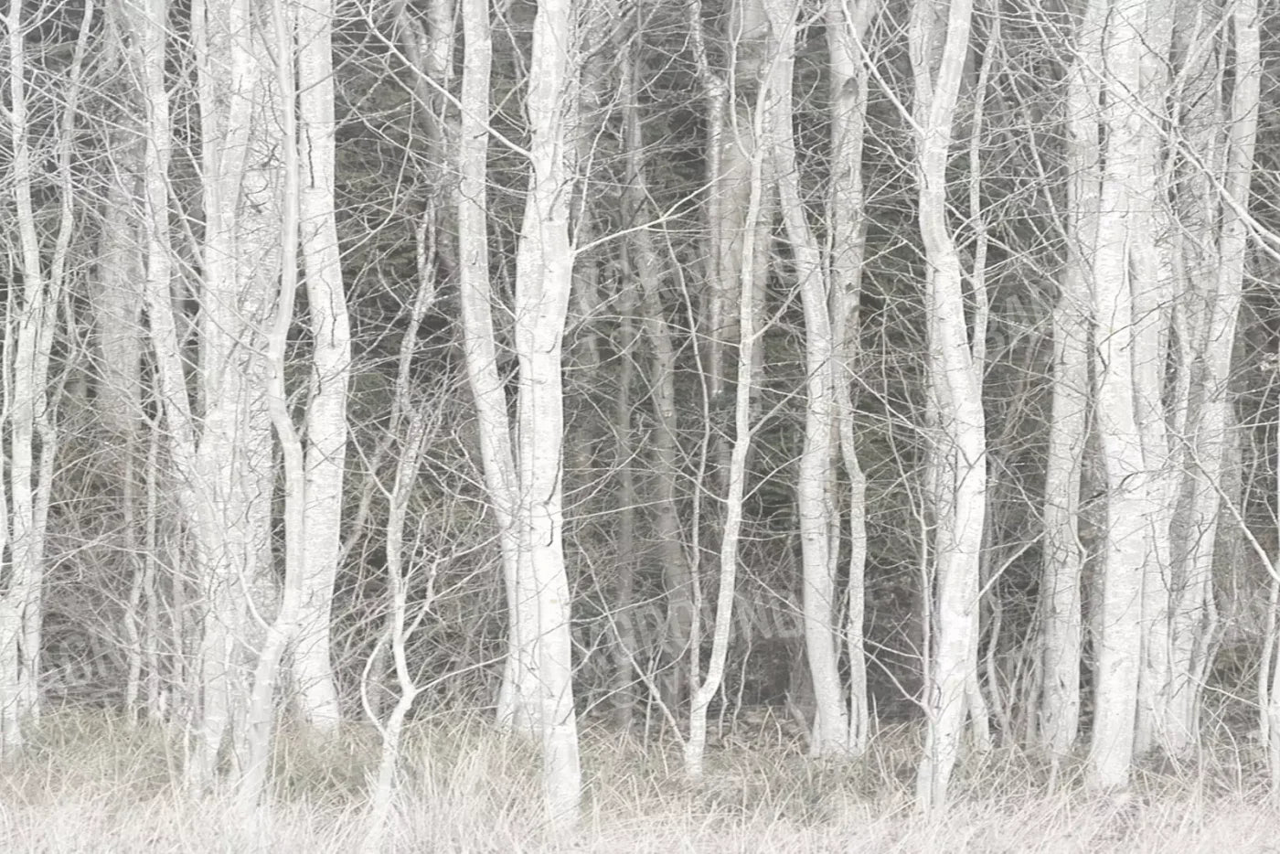 Frosted Birch 8’X5’ Ultracloth (96 X 60 Inch) Backdrop