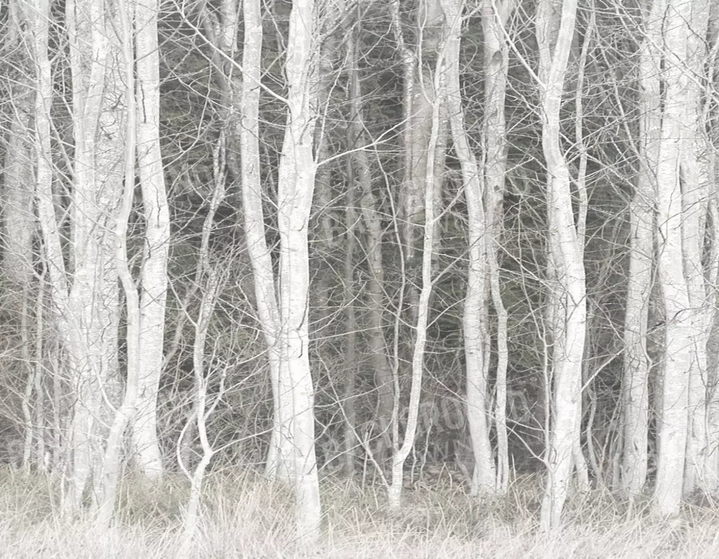 Frosted Birch 8’X6’ Fleece (96 X 72 Inch) Backdrop