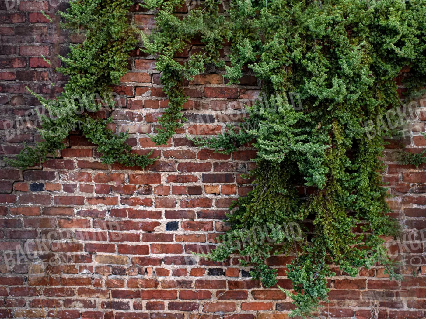 Growth On Brick 10X8 Fleece ( 120 X 96 Inch ) Backdrop