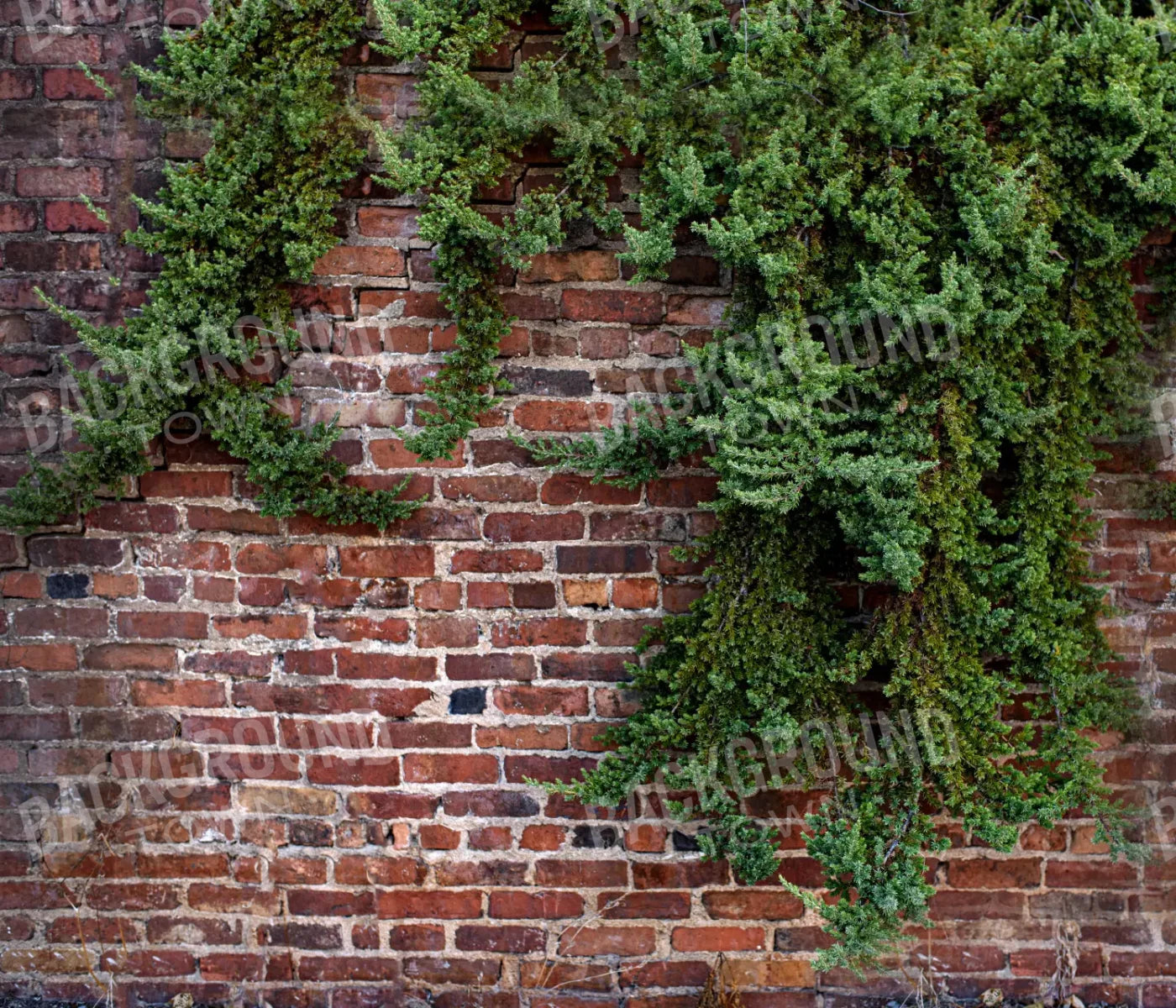 Growth On Brick 12X10 Ultracloth ( 144 X 120 Inch ) Backdrop