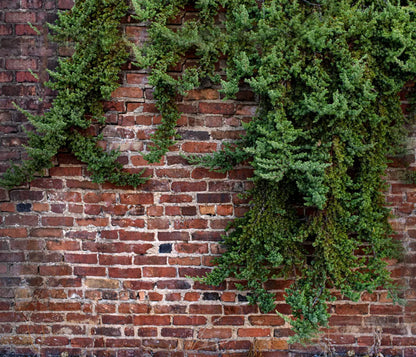 Growth On Brick 12X10 Ultracloth ( 144 X 120 Inch ) Backdrop