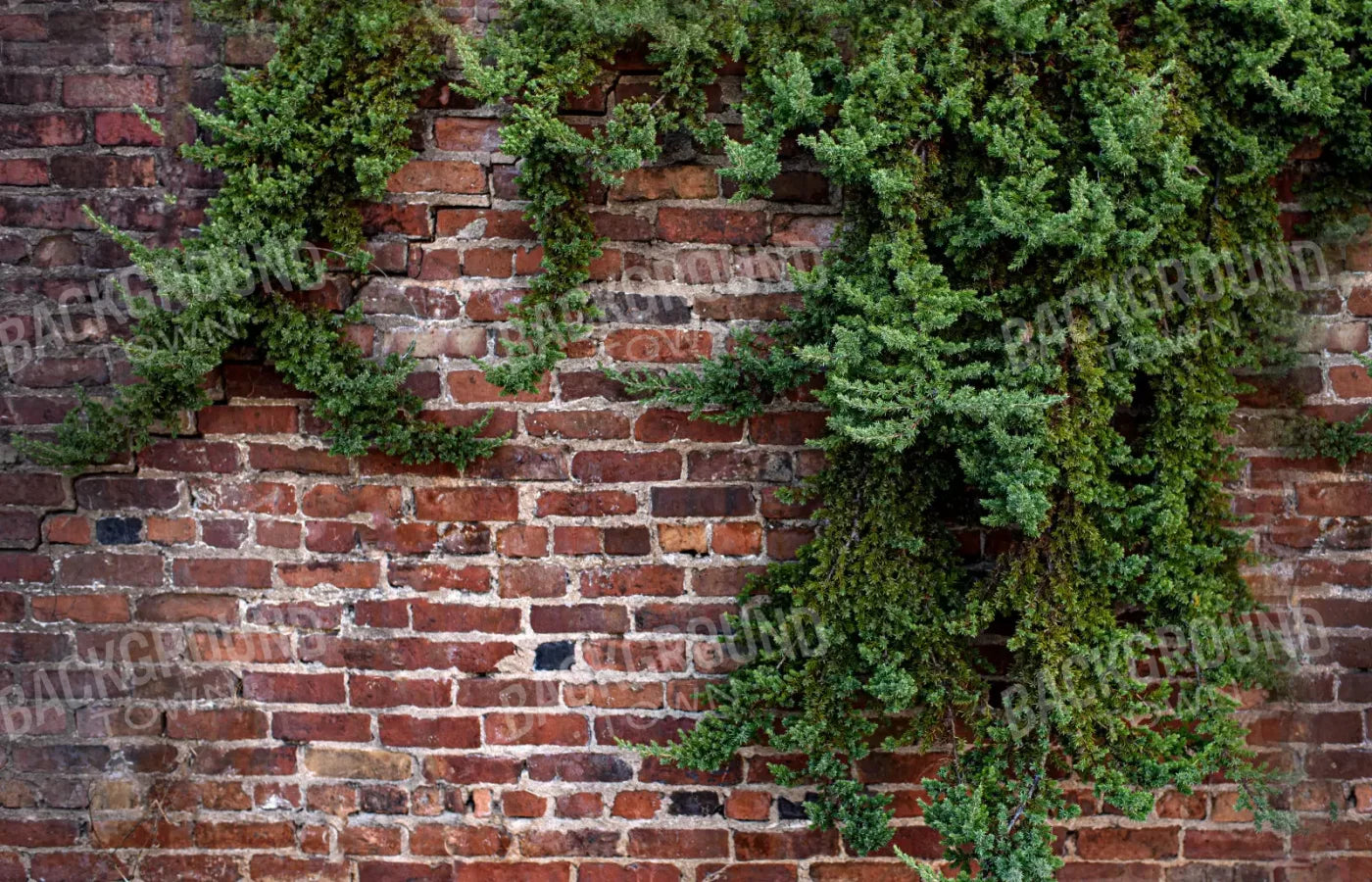 Growth On Brick 12X8 Ultracloth ( 144 X 96 Inch ) Backdrop