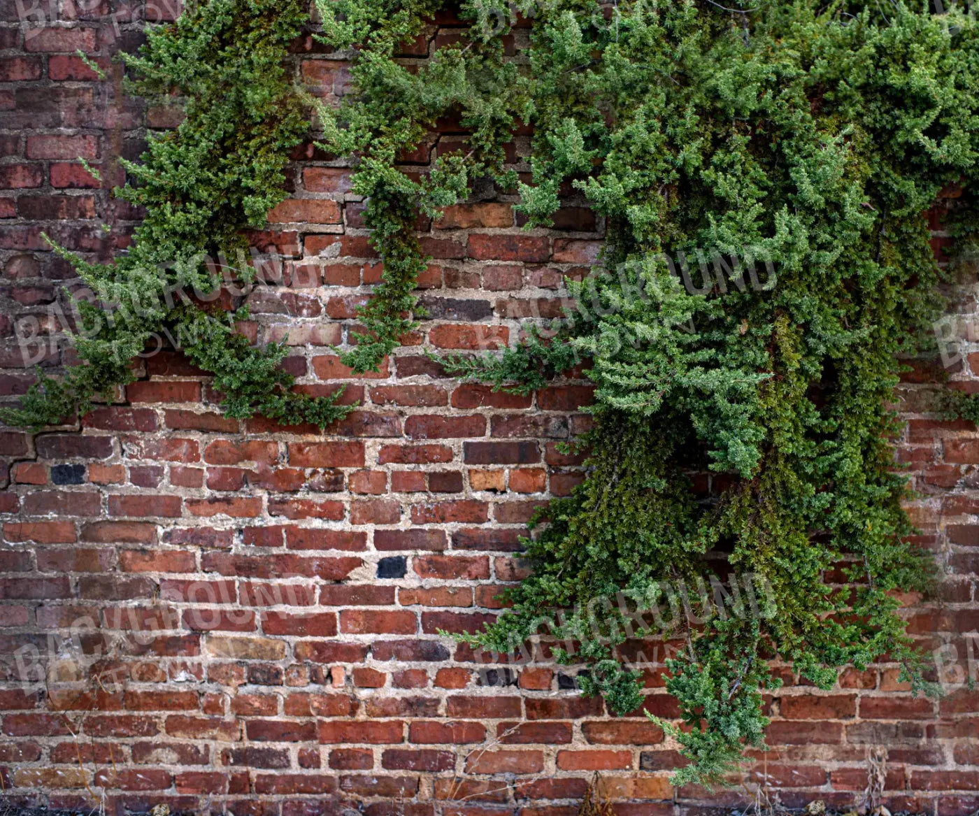 Growth On Brick 5X42 Fleece ( 60 X 50 Inch ) Backdrop