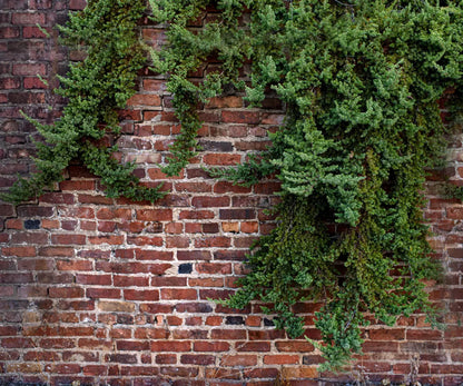 Growth On Brick 5X42 Fleece ( 60 X 50 Inch ) Backdrop