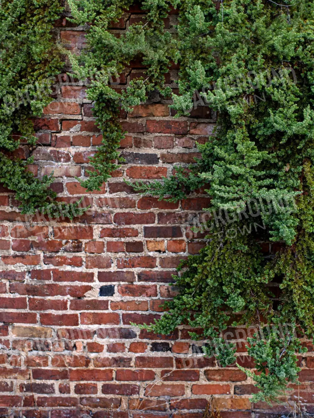 Growth On Brick 5X68 Fleece ( 60 X 80 Inch ) Backdrop