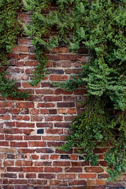 Growth On Brick 5X8 Ultracloth ( 60 X 96 Inch ) Backdrop