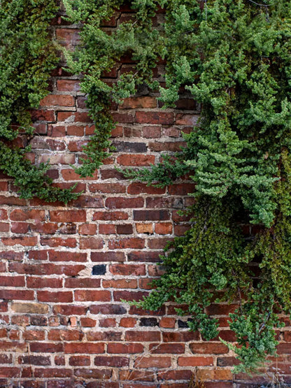 Growth On Brick 8X10 Fleece ( 96 X 120 Inch ) Backdrop