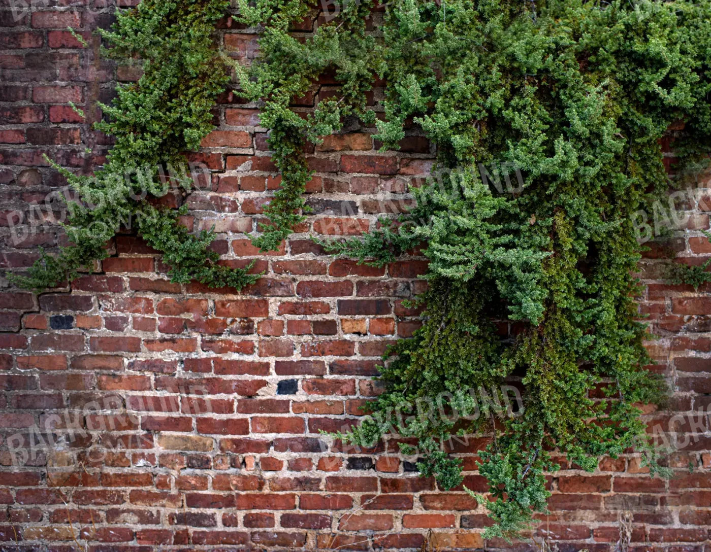 Growth On Brick 8X6 Fleece ( 96 X 72 Inch ) Backdrop